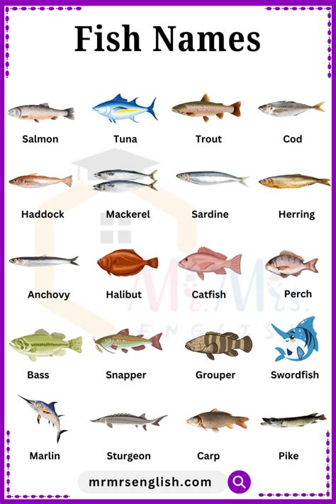 Image result for Fish Shell Argparse Examples