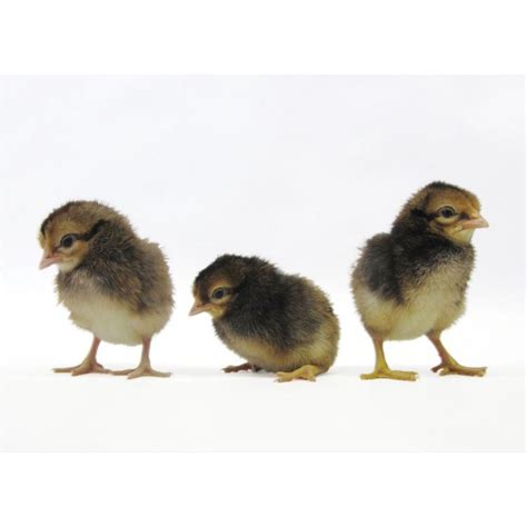 Baby Chicks: Cream Legbar - My Pet Chicken