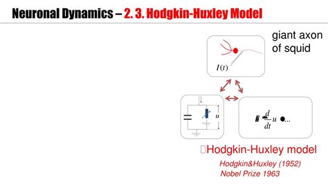 PPT - Biological Modeling of Neural Networks PowerPoint Presentation ...