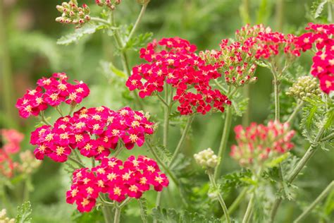 How to Grow and Care for Yarrow Plants | Yarrow plant, Flowers ...