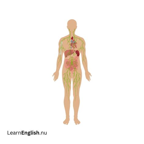 Body Systems In Spanish and English - learn spanish