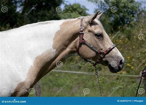 Palomino Paint Horse Wearing A Western Saddle Stock Photo ...