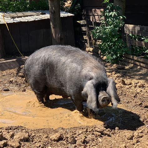 Large Black Pig at Avon Valley - Avon Valley