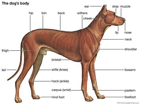 Dog - Domestication | Britannica