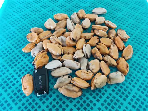 Image result for Recipes Using Frozen Mussel Meat