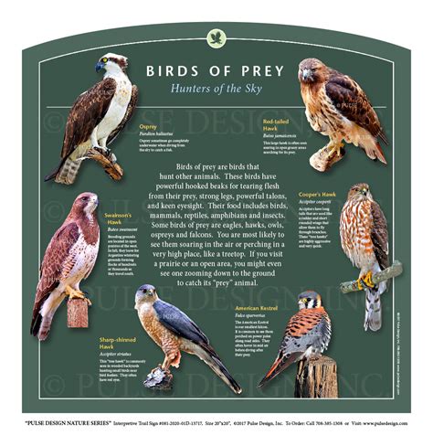 Outdoor Interpretive Nature Trail Sign in Birds of Prey & Raptor Series ...