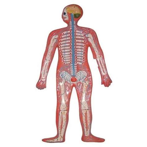 Human Nervous System Model Manufacturer Supplier from Ambala India