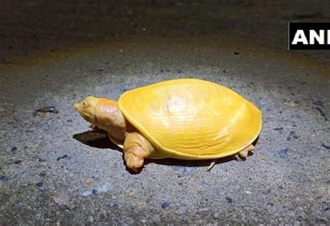 Yellow turtle rescued by locals in Odisha's Balasore; pics surface