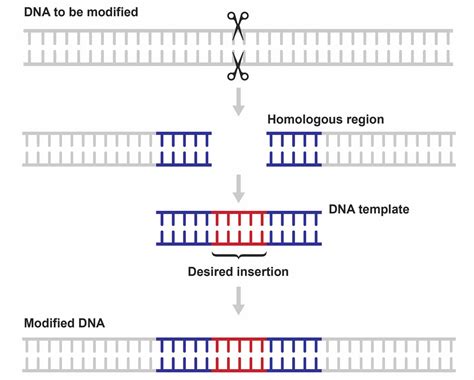 What is CRISPR-Cas9 and how does it work? | INTEGRA