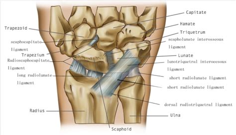 Triquetral Approach To Chronic Wrist Pain In Adults | The College Of