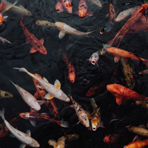 Delhi Cat Adoption - Rescued Cats/Kittens for Adoption | Delhi Cat Adoption