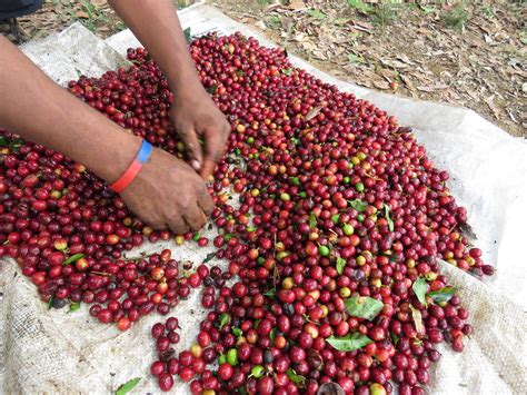 Image result for Hand Sorting Interview Questions