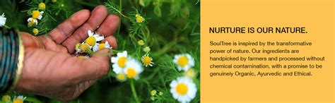 Buy SoulTree Ayurvedic Lip Balm - Hibiscus & Honey with Organic Ghee ...