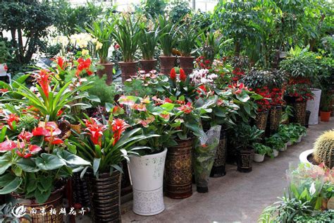成都花卉绿植租赁组团造型-成都百卉园园艺有限责任公司