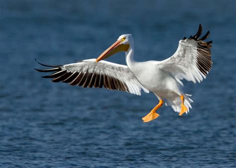 Download A flock of pelicans perched on a pier | Wallpapers.com