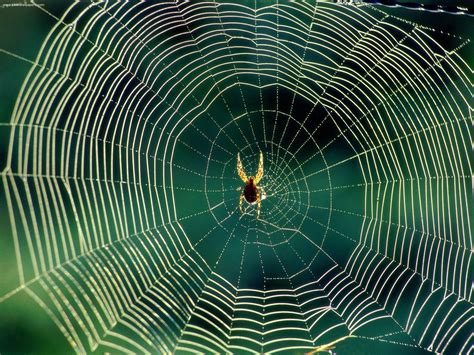 Tiger paw trails: Ancient Naturalist Siddhar Thirumoolar on Spider web