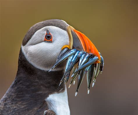 How Do Flapping Wings Work in Water? Penguins and Puffins Show the Way ...