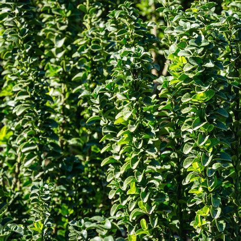 Green Spire Euonymus (Euonymus japonicus 'Green Spire') - Plants Express