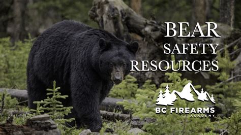 Image result for Bear Program