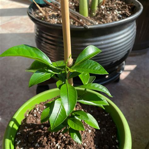 Image result for Alien Bug in Orange Tree