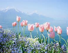 Image result for Tulips in Spring