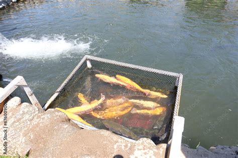 Image result for Trout Farming Methods