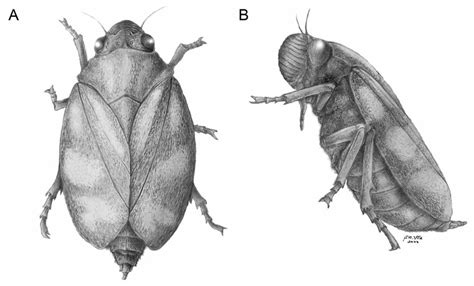 A New Genus of Spittlebugs (Hemiptera, Cercopidae) from the Eocene of ...