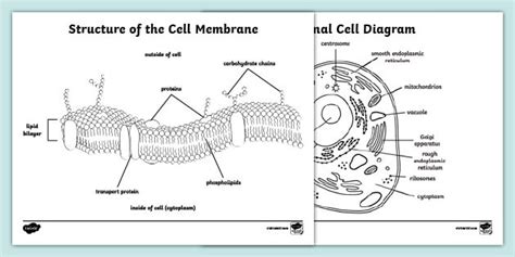 Cell Membrane Coloring Sheet (teacher made)