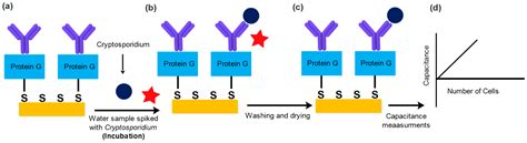 Label-Free Capacitive Biosensor for Detection of Cryptosporidium