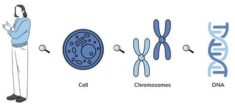 Image result for Genetics Pics