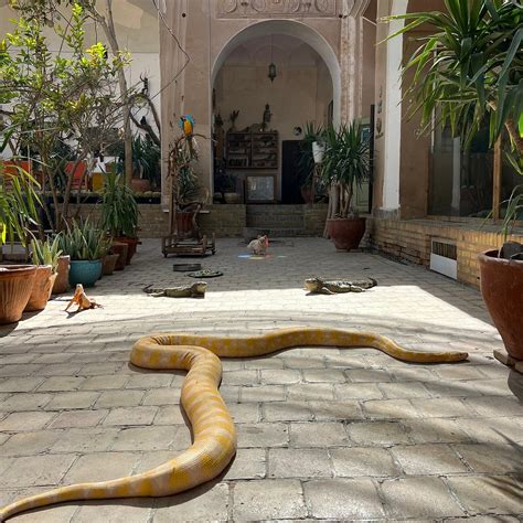 LIZARDS LAND - All You Need to Know BEFORE You Go 2026 (with Photos ...