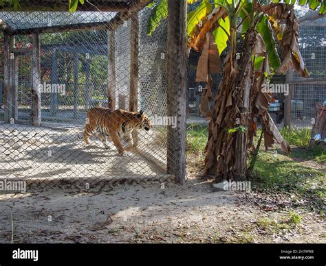 Tiger pacing in its enclosure at the Octagon Wildlife Sanctuary in ...