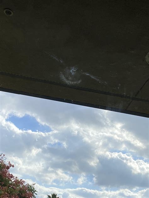 This perfect bird imprint after slamming into a window. : r/mildlyinteresting