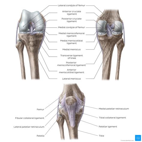 File:Overview of the knee joint (anterior and posterior views) - Kenhub.png - Physiopedia