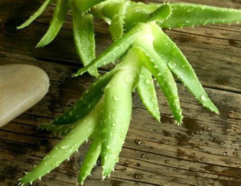 This Plant Will Prevent Premature Aging. More Beauty Benefits Here ...
