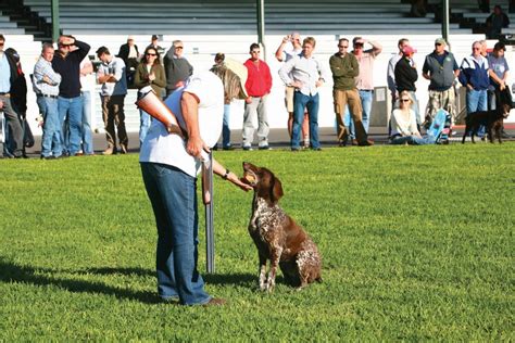 Image result for Working Cockapoo Gun Dog
