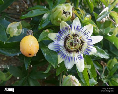 Fruit and flower of an ornamental blue passion flower, Passiflora ...