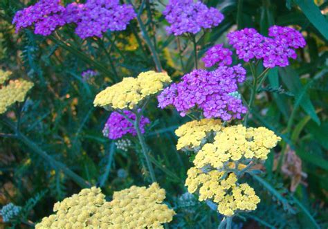 7 Yarrow Companion Plants (and 2 to Avoid)