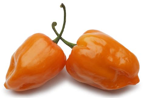 Habanero Orange Hot Chili Pepper 80 Seeds - VIRIDIS HORTUS