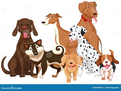 Image result for Different Types of Dogs
