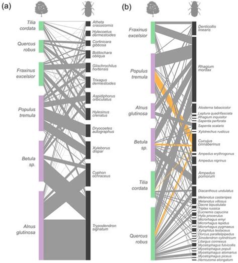 Tree Species Affect Beetle Diversity on the Common Deciduous Dead Wood ...