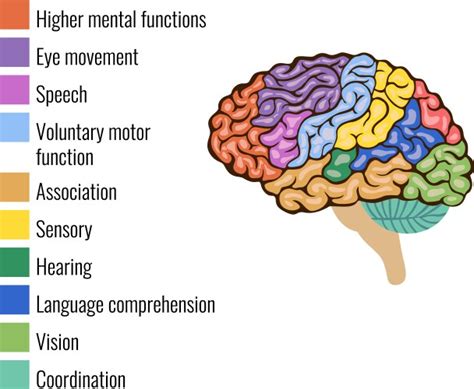 Normal Human Brain 的图像结果