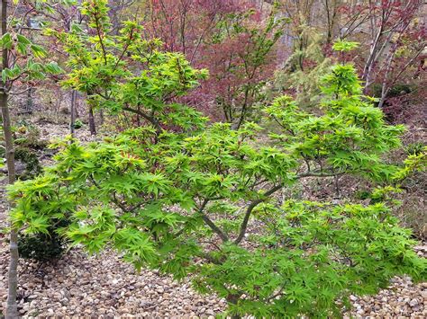 10+ Best Dwarf Weeping Japanese Maple Varieties - Plants Craze