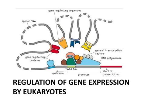 PPT - Regulating Gene Expression in Eukaryotes: Mechanisms and Control ...