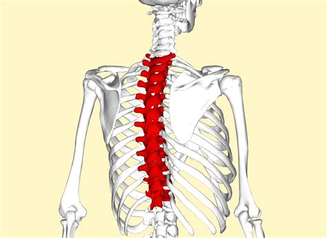 Thoracic Spine Pain Causes and Treatment