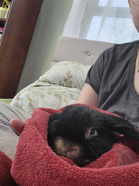 Atticus isn't feeling well (GI stasis) so we're off to the vet. Wish us ...