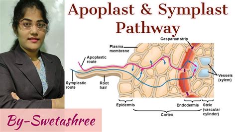 Image result for Apoplastic Pathway Model Kit