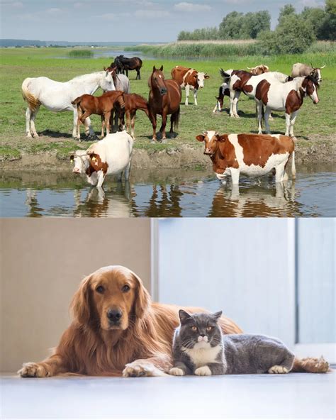 Pet & Livestock Nutrition Supplements in India | Sharrets