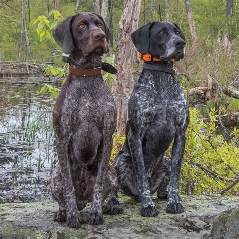 Loki and Black Elk GERMAN SHORT POINTER #germanshortpointer From #Usa ...