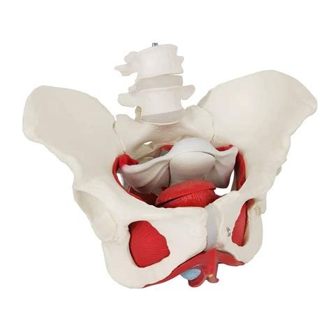 Buy Pelvic Floor Model Female Pelvis Model Human Anatomy Medical ...